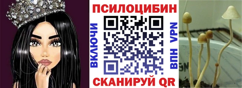 Псилоцибиновые грибы Psilocybe  Княгинино 